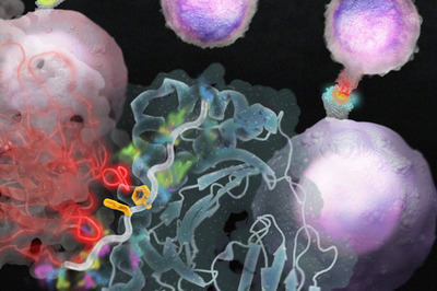 膽固醇天然衍生物對T細胞活化有抑制作用