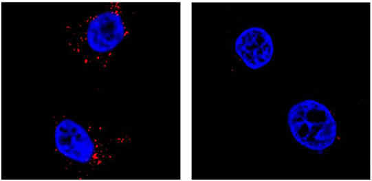 利用CRISPR/Cas9篩選，發現寨卡和登革熱病毒復制所需的人蛋白