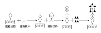 ELISA間接法示意圖