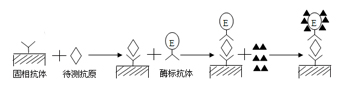 雙抗體夾心法檢測抗原