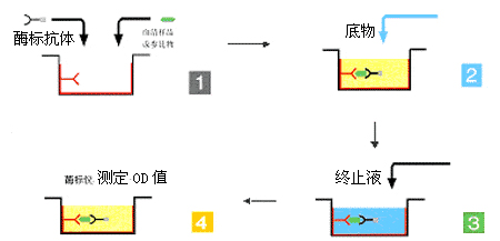 雙位點一步法 