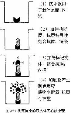 ELISA（雙抗體夾心法）檢測HBsAg