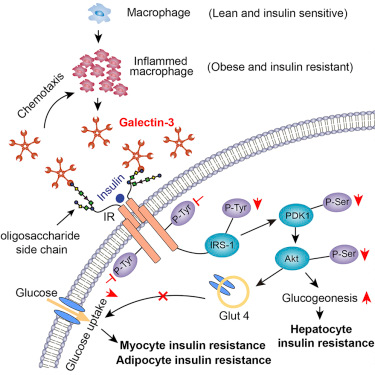 Cell：移除蛋白半乳糖凝集素3(Gal3)或可逆轉胰島素耐受性