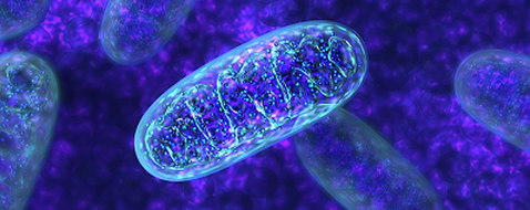 Cell子刊：打破教科書的發現：沒有線粒體的微生物
